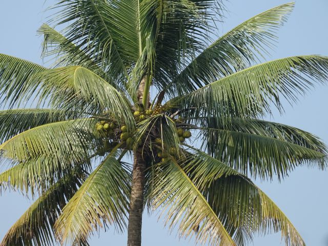 Kottayam